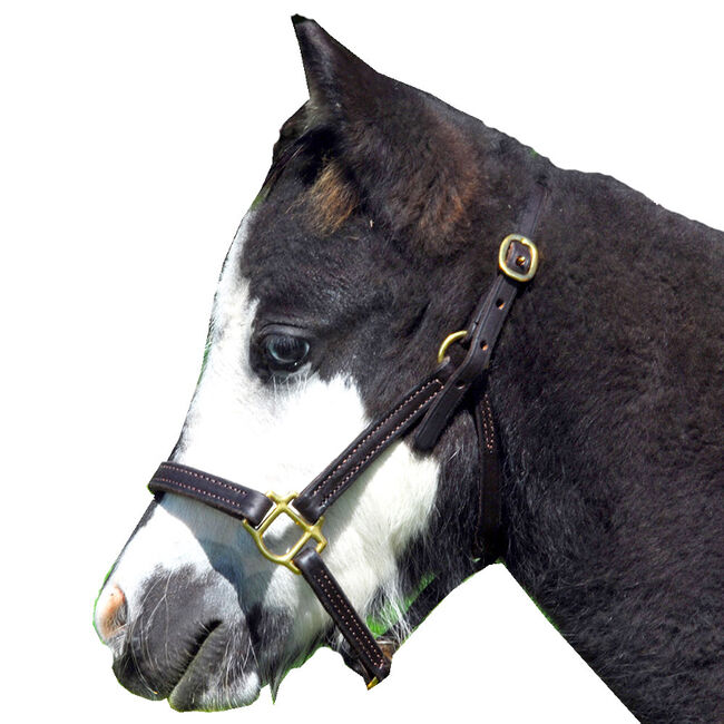 Intrepid Miniature Horse Leather Halter - Mini Class A Small/Medium image number null