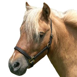 Intrepid International Miniature Horse Leather Halter - Mini Class A