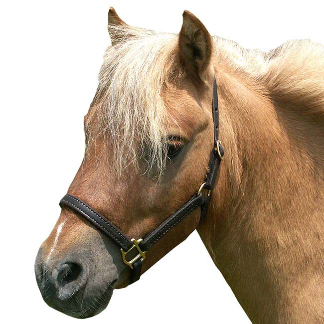 Intrepid Miniature Horse Leather Halter - Mini Class A Large image number null