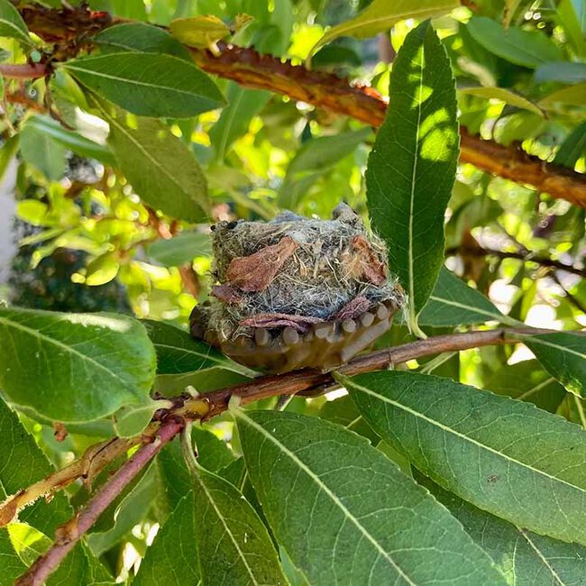 Quackups Hummingbird Nesting Pods - 2-Pack image number null