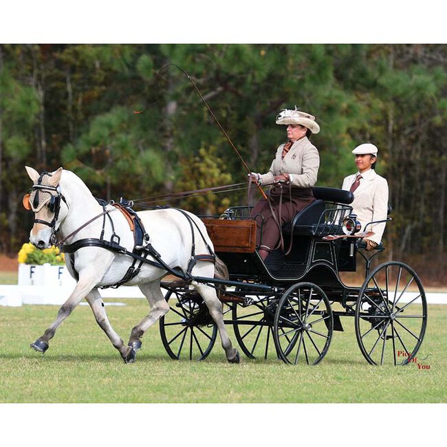 Breyer Sweetwater's Zorah Belle - Champion Fjord Mare image number null