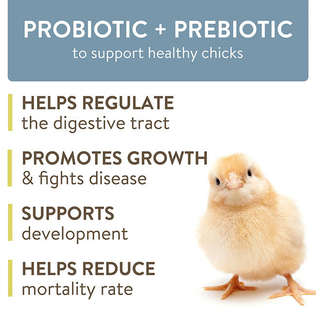 FlockLeader Arrive - Daily Probiotic + Prebiotic Water Supplement for Young Chickens - 8 oz image number null