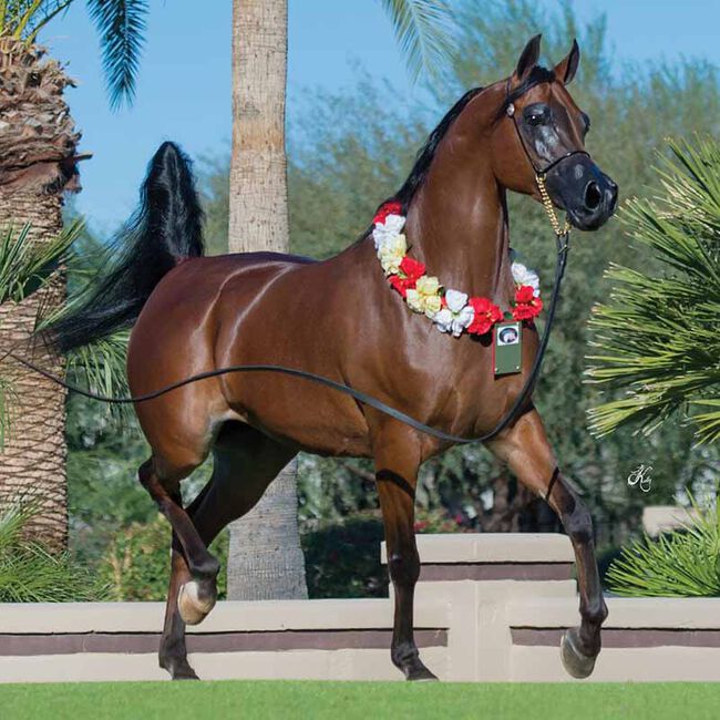 Breyer RD Marciea Bey - Champion Arabian Mare image number null