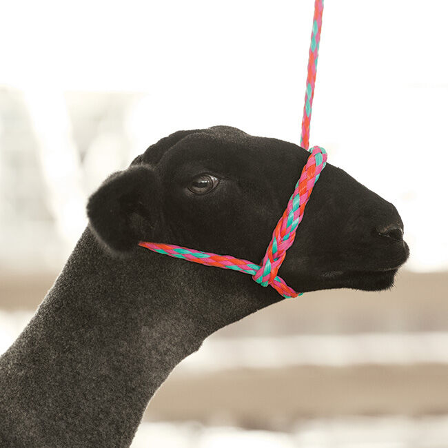 Weaver Livestock Poly Rope Sheep Halter image number null