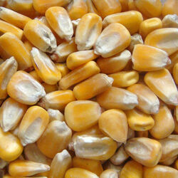 Local Whole Corn - 50 lb