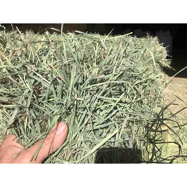 Pleasant View Farms 3 String Western Orchard Grass Bale image number null