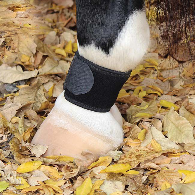 Professional's Choice Pastern Wrap image number null