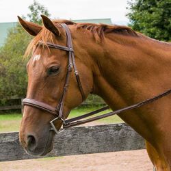 Henri de Rivel Pro Mono Crown Bridle with Padded Wide Noseband and Laced Reins
