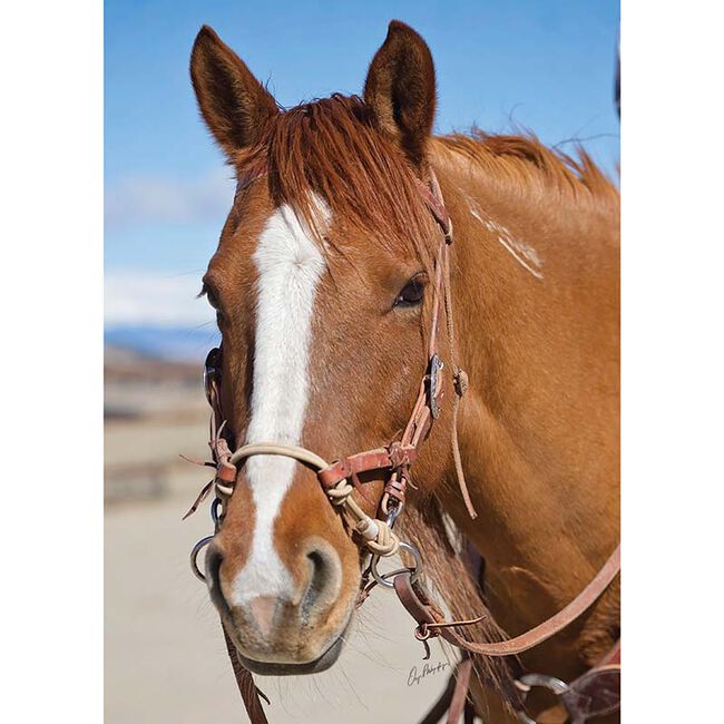 Weaver Equine Justin Dunn Bitless Bridle image number null