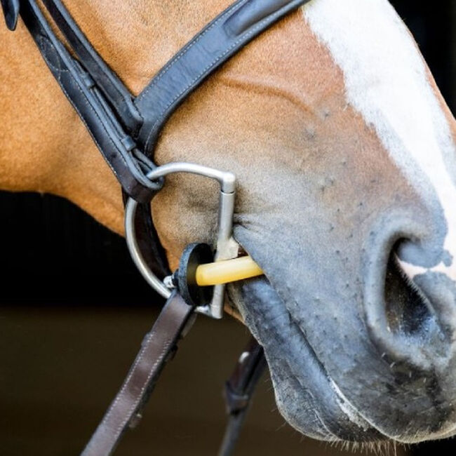 ThinLine Bridle Busy Buddy on Horse image number null