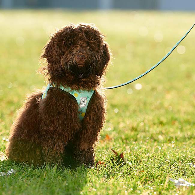 RC Pets Step In Cirque Dog Harness - Pineapple Parade image number null