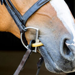ThinLine Halter Busy Buddy