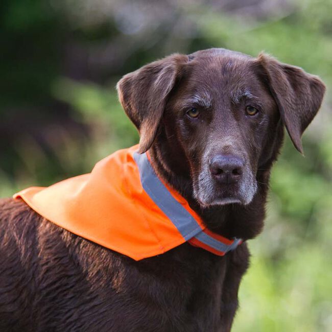 Dog Not Gone Collar Kerchief image number null