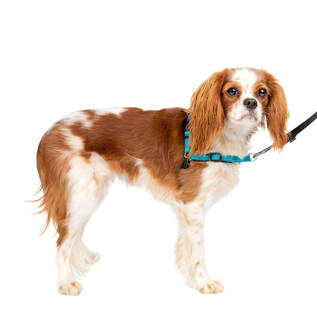 PetSafe Easy Walk Deluxe Dog Harness - Ocean Blue image number null