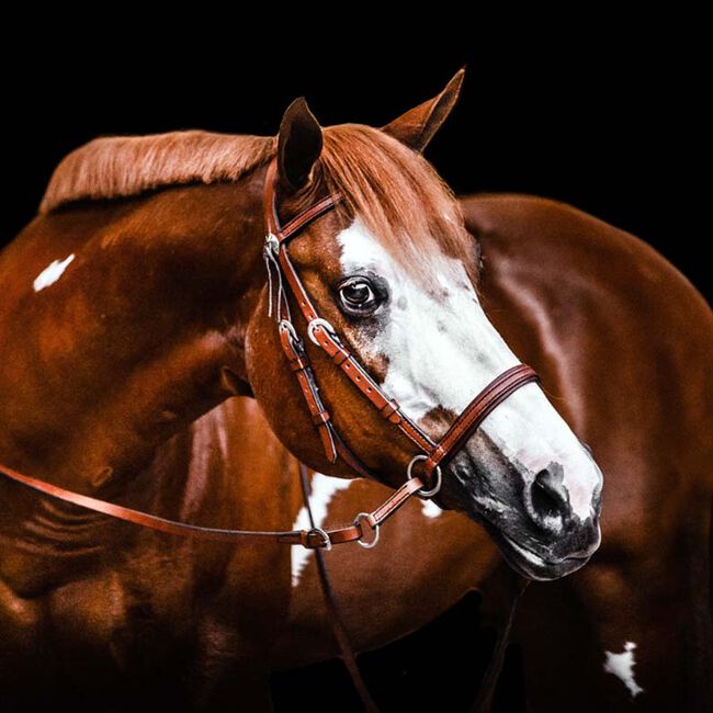 Dr. Cook Bitless Bridle Western Leather Headstall image number null