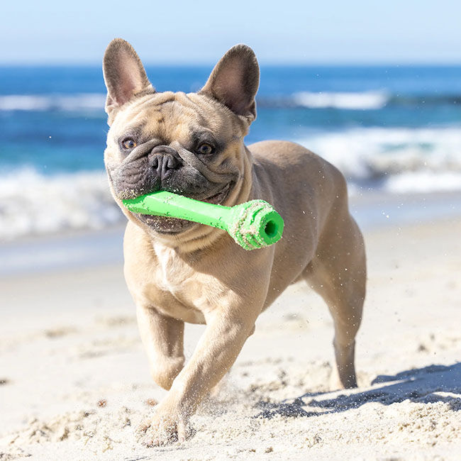 Project Hive Fetch Stick - Tropical Coconut Scent image number null