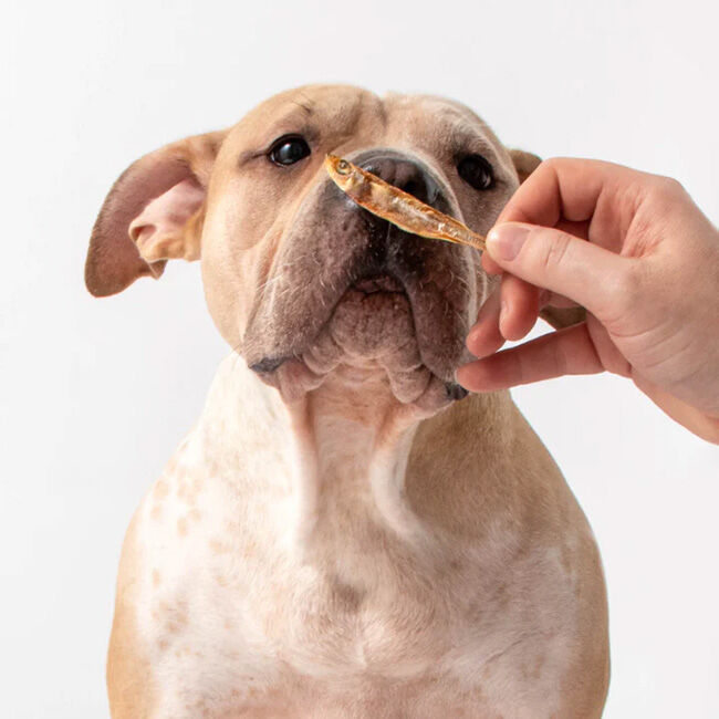 Polkadog Atlantic Silverside - Crunchy Whole Fish for Dogs & Cats image number null