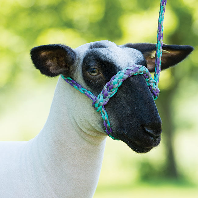 Weaver Livestock Poly Rope Sheep Halter image number null