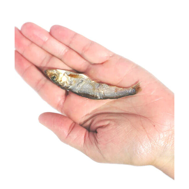 Plato Wild Caught Baltic Sprat Fish Treats for Dogs - 3 oz image number null