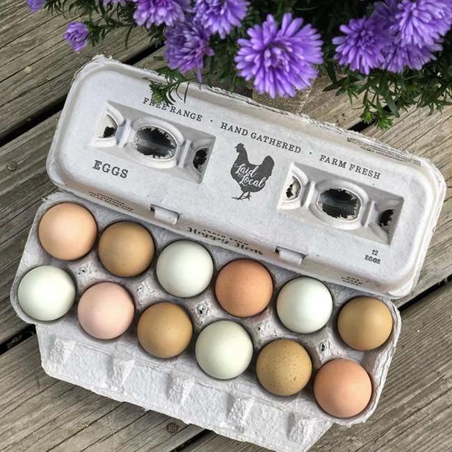 Coghlan's 1 Dozen Plastic Egg Holder image number null