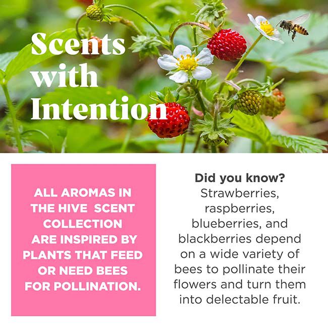 Project Hive Chew Toy - Wild Berry Scent - Large image number null