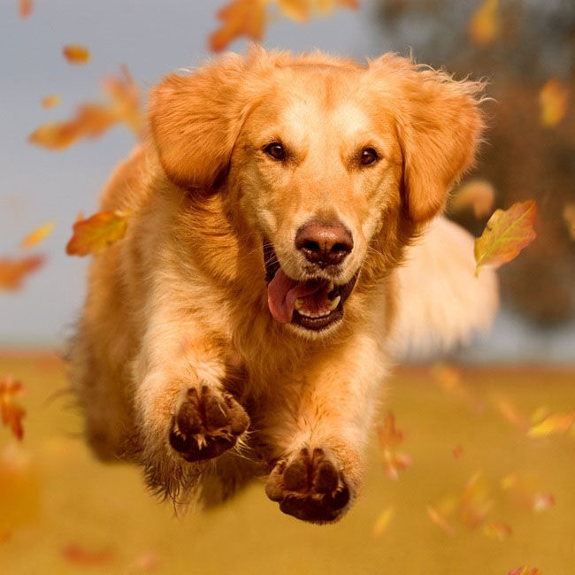 Multiplasan Feed Supplement for Horses, Sheep, Dogs & Cats - 1.98 lb image number null