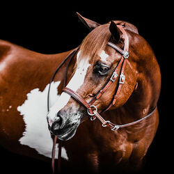 Dr. Cook Bitless Deluxe Western Leather Headstall