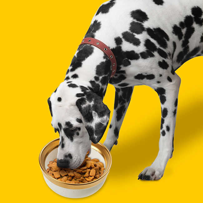 Spot Malibu Gold Dog Dish image number null