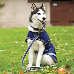 Horseware Amigo Waterproof Dog Coat - Closeout