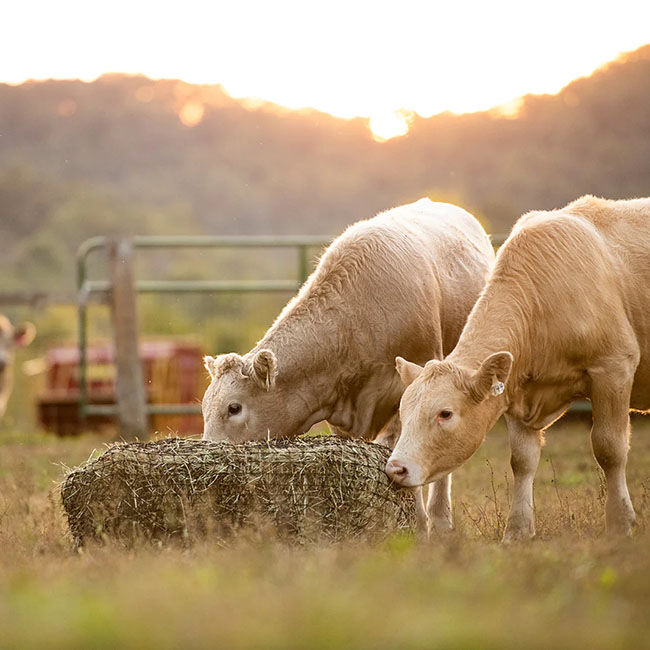 Texas Haynet Square Bale Hay Net image number null