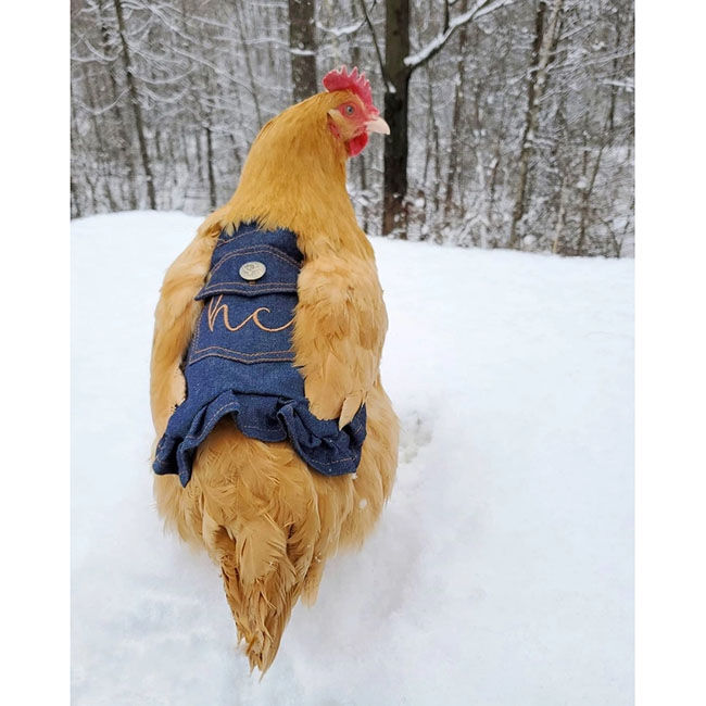 Hen Couture Hen Saddle image number null