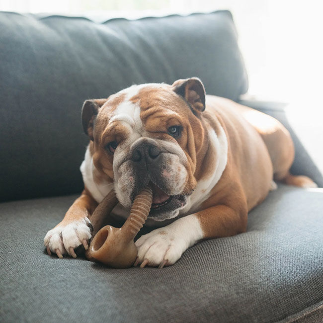 Benebone Ring Dog Chew - Bacon Flavor image number null