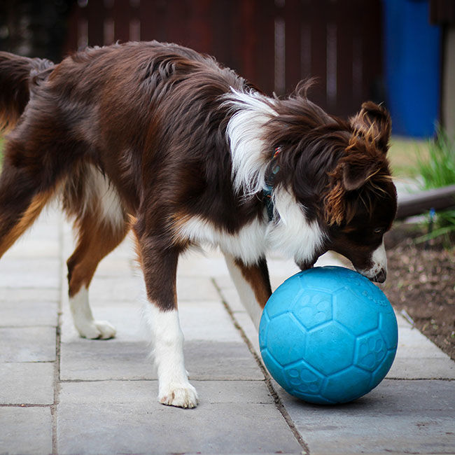 Jolly Pets Soccer Ball Dog Toy image number null