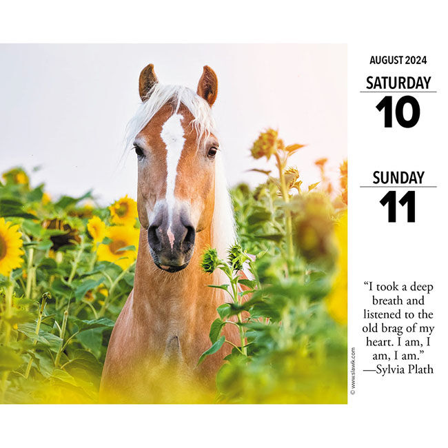 Willow Creek Press 2024 Daily Box Calendar - What Horses Teach Us image number null