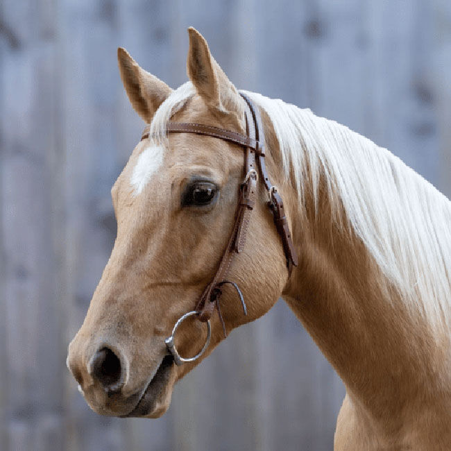 Shires Velociti Western Browband Headstall with Rawhide Knotting - Light Oil image number null