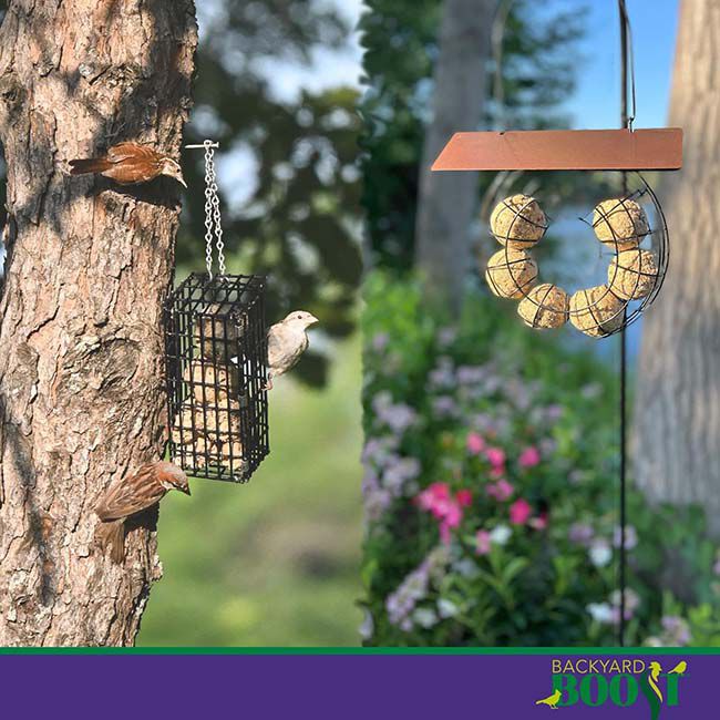 Backyard Boost Songbird Balls - 6-Pack image number null