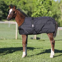 Schneiders Dura-Nylon Expandable Foal Stable Blanket - Black