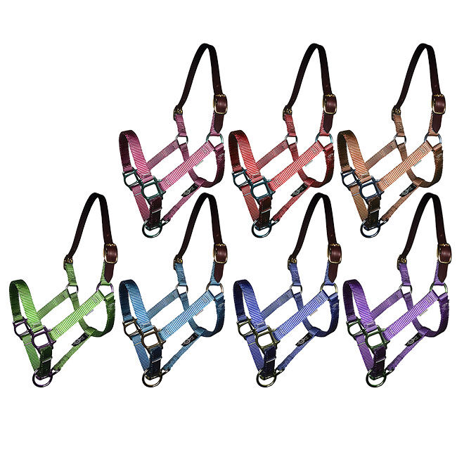 Triple E Mini Premium Nylon Breakaway Halter image number null