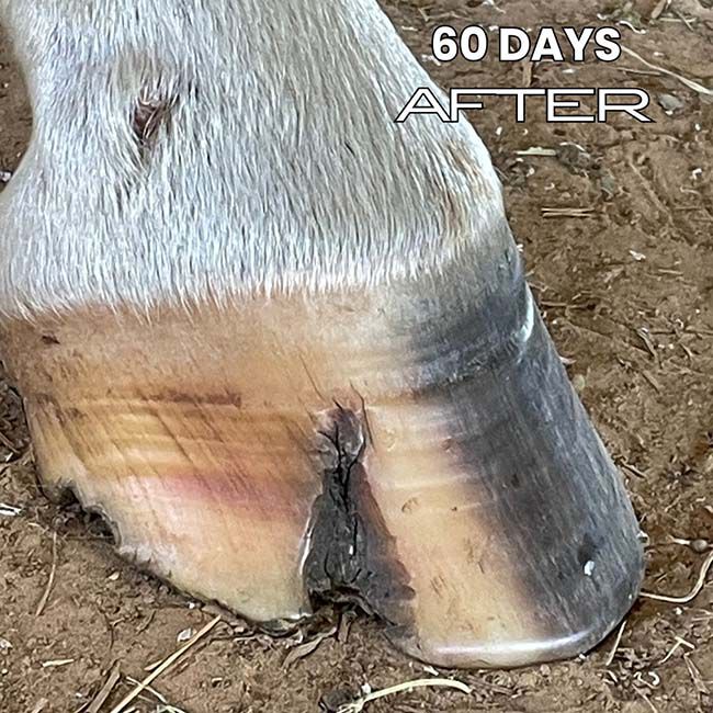 Renew Gold Glo - Hoof & Hair Growth Supplement - 7.5 lb image number null