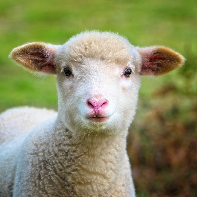 Multiplasan Feed Supplement for Horses, Sheep, Dogs & Cats - 1.98 lb image number null