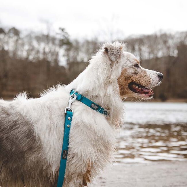 Terrain D.O.G. X-Treme Adventure Dog Leash - Hurricane Blue image number null