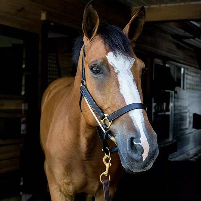 ThinLine Halter Busy Buddy image number null