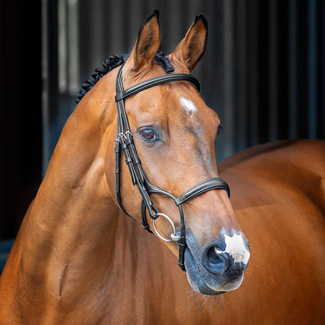 Shires Velociti Lusso Rolled Padded Cavesson Bridle image number null