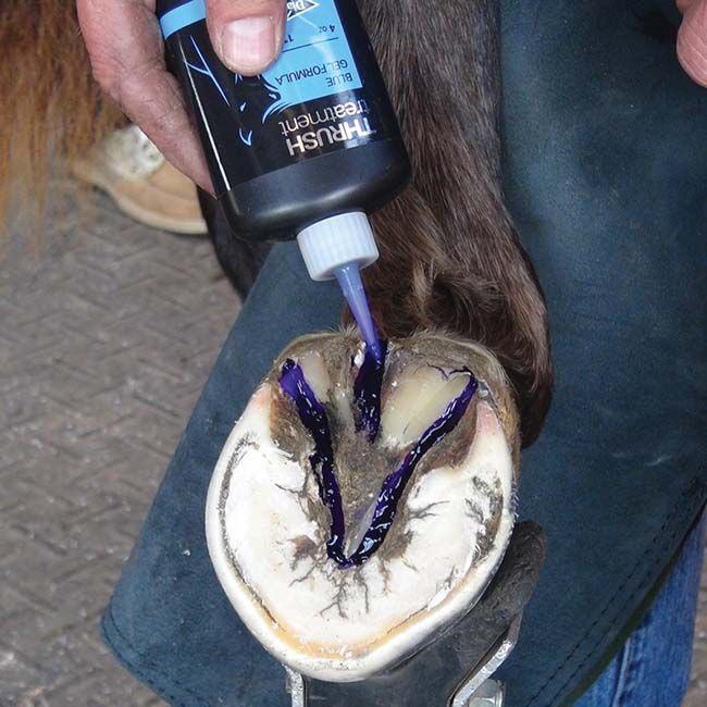 Diamond Farrier Thrush Treatment - 4 oz image number null