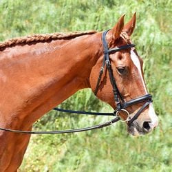Bobby's English Tack Silver Spur Raised Padded Bridle with Flash