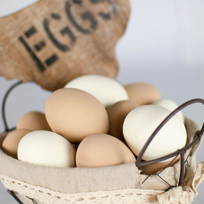 Happy Hen Ceramic Nest Eggs image number null