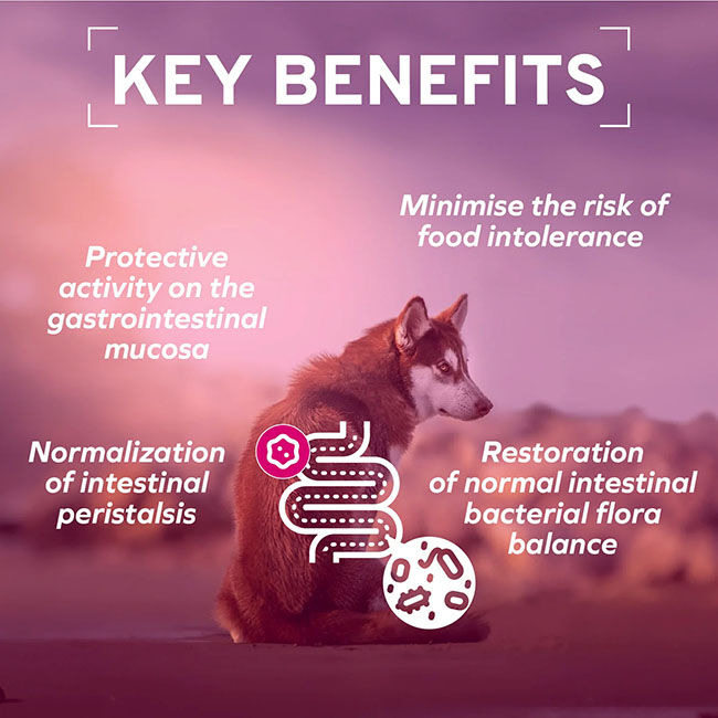 Forza10 Nutraceutic Active Dog Food - Intestinal Support Diet image number null