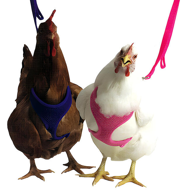 Valhoma Chicken Harness image number null