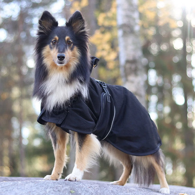 Back on Track Mesh Dog Coat - Black image number null