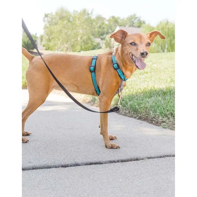 PetSafe 3-in-1 Dog Harness - Teal image number null